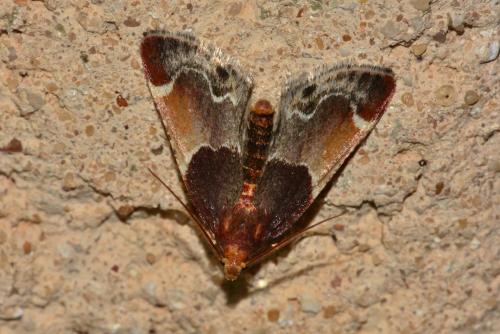Réf. 183 638 : Pyralis lienigialis